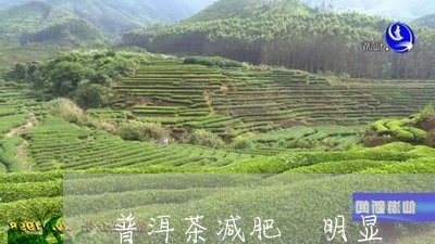 普洱茶减肥 明显/2023041092835